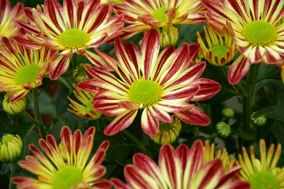 Flowers fall botany garden