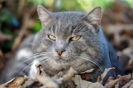 Muzzle cat nature miao photo