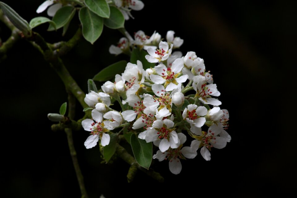 Orchard garden flower white