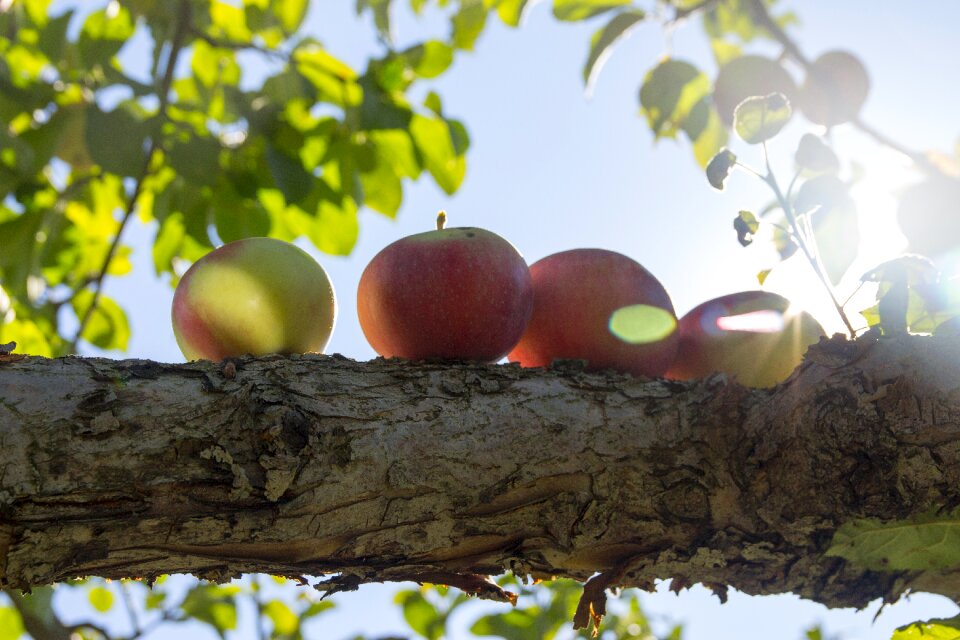 Apple tree Free photos
