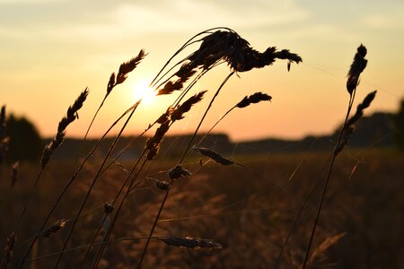 Grass green nature photo