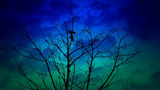 Tree sky silhouette