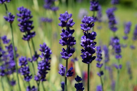 Nature plant flower
