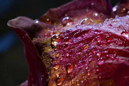 Petals macro rain photo