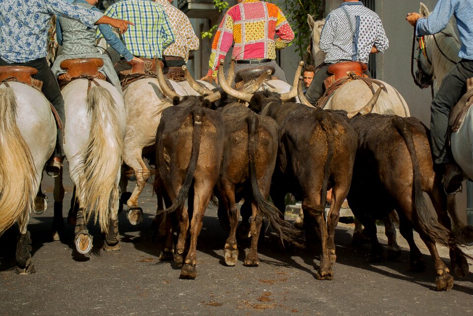 Bulls camargue horse herd