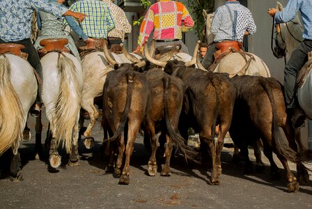 Bulls camargue horse herd photo