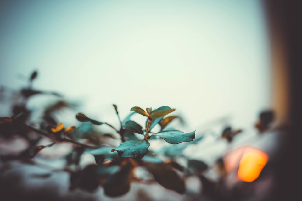 Leaf color garden
