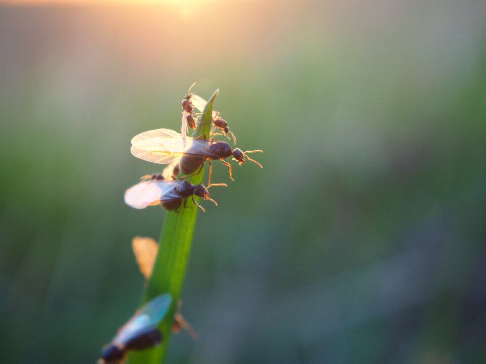 Insect nature close up