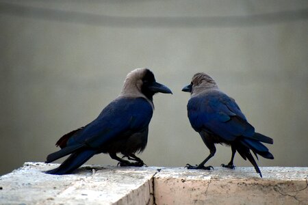Pair corvus birds