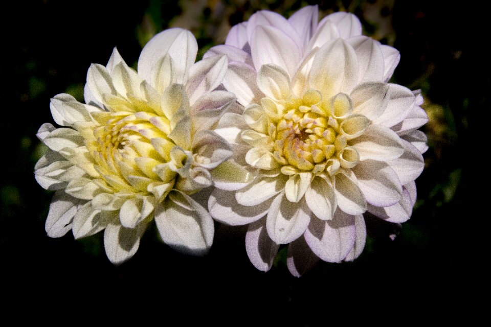 Flower white white flowers