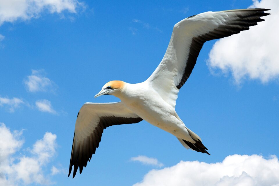 Sea gull bird flight