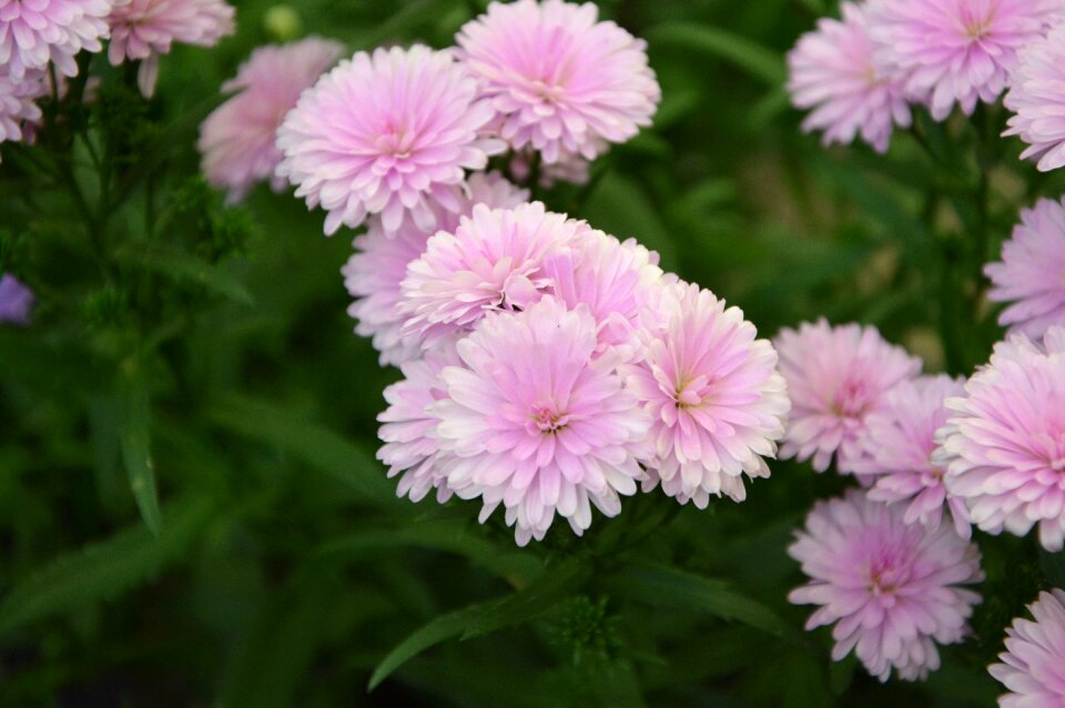Green leaves garden color pink