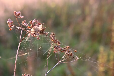 Bronze cobwebs dry plants