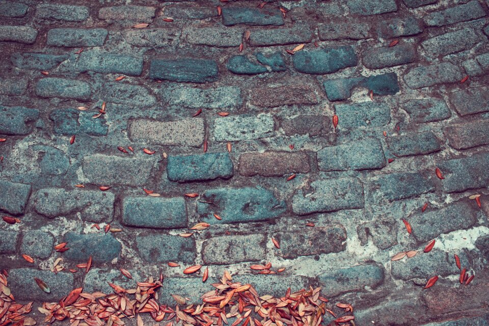 Wall leaves dried photo