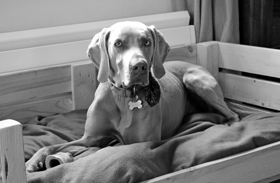 Dog portrait sit
