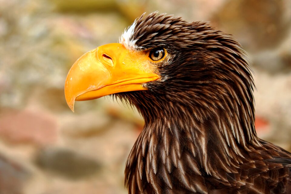 Raptor bird of prey animal