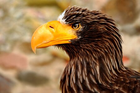 Raptor bird of prey animal photo