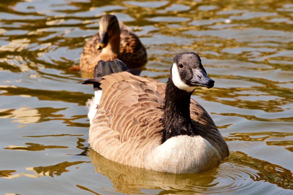 Bird poultry greylag goose