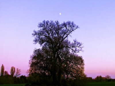 Evening landscape lone tree
