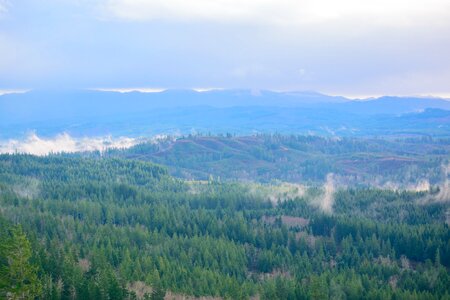 Forests trees blanket photo