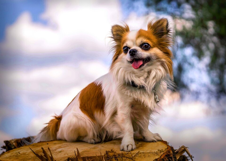 Small chihuahua purebred dog