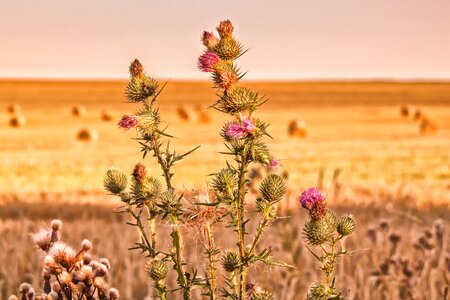 Sting prickly pink photo