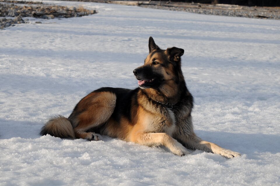 Cold outdoors animal