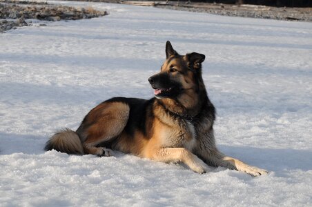Cold outdoors animal