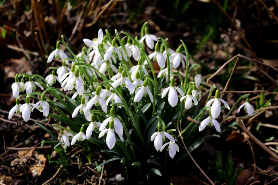 Signs of spring plant season