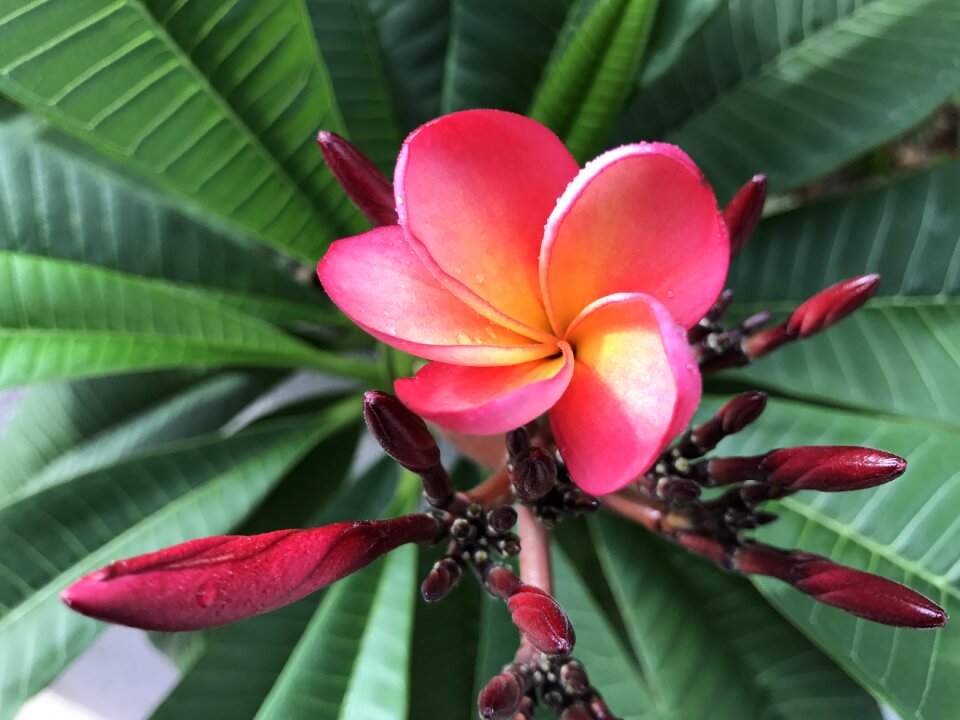 Flora summer frangipani