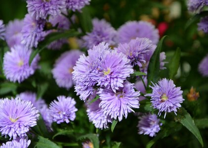 Petals violet marguerite
