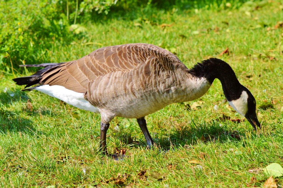 Bird poultry greylag goose