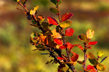 Leaf autumn dwarf birch