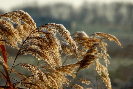 Winter cold ripe