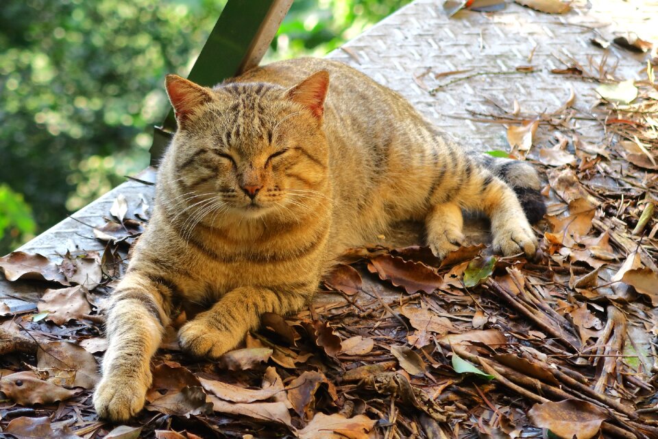 Cat mammal cute