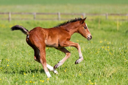 Mammal animal horse