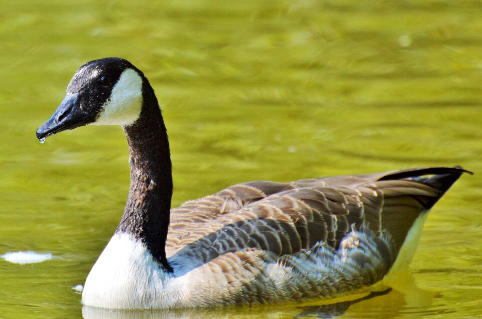 Bird poultry greylag goose