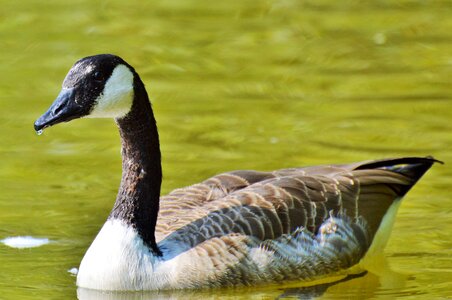 Bird poultry greylag goose photo