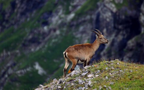 Ibex nature horns