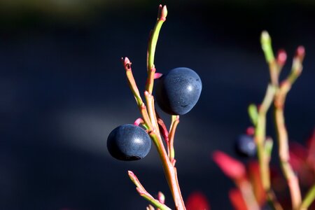 The nature of the blueberry autumn