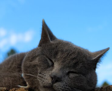 Blue sky kitty blue sleep