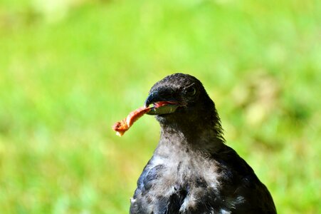 Bird crow animal photo