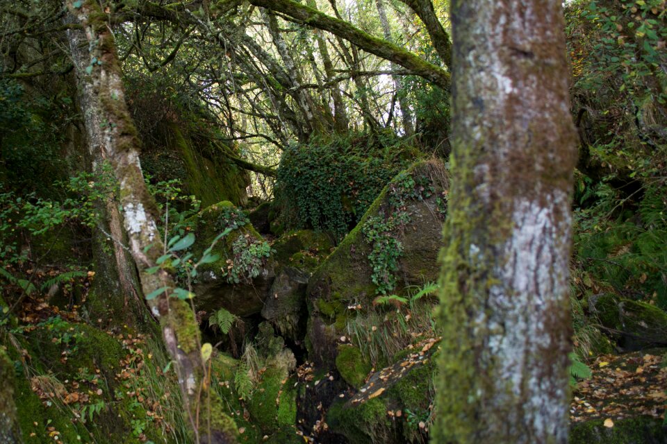 Mosses landscape outdoors