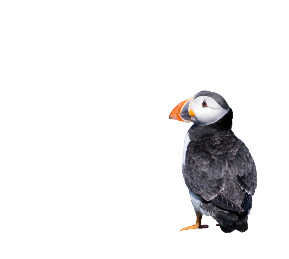 White background animal