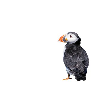 White background animal photo