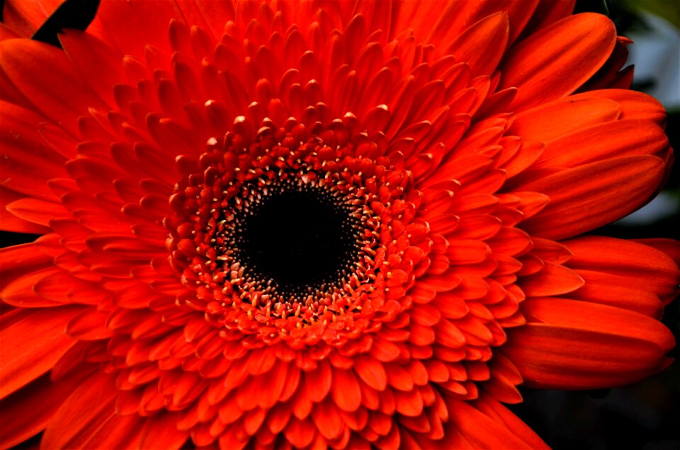 Color flowering flowers