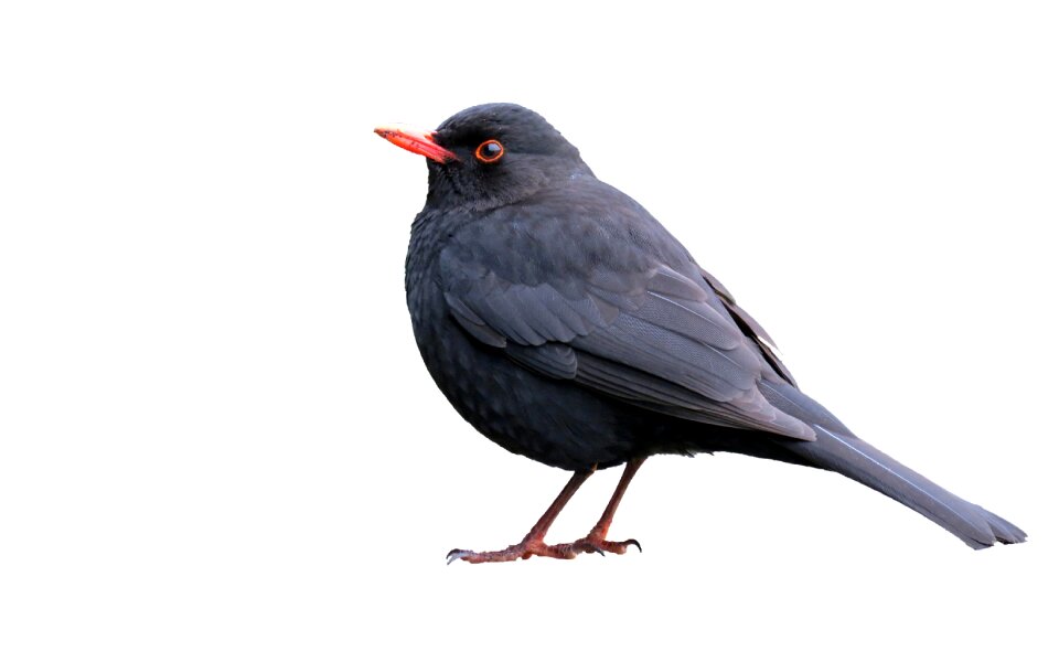 Background bird animal
