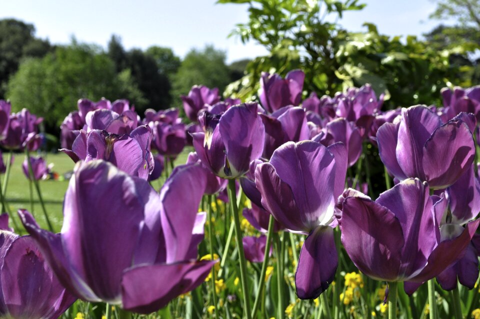 Flowers meadow park