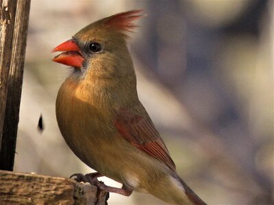 Outdoors female cardinal songbird