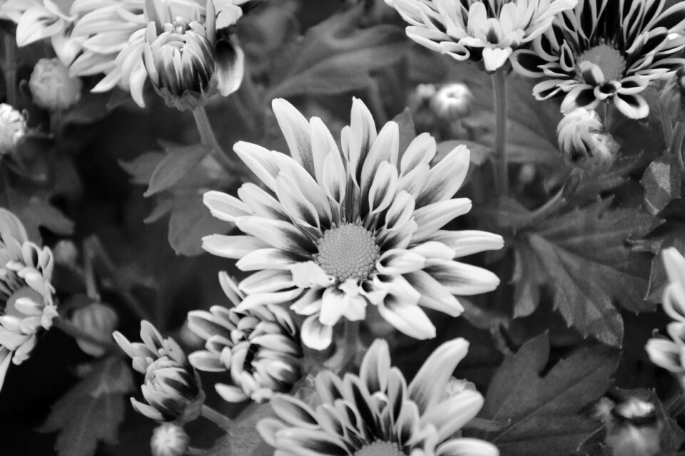 Happiness floral composition tenderness